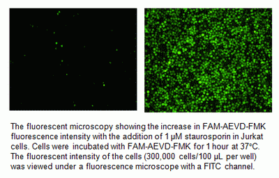 Cell Meter(TM) Live Cell Caspase 10 Binding Assay Kit *Green Fluorescence*