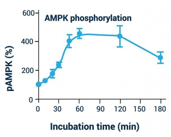 AMPK Phosphorylation Assay Kit (Fluorometric)