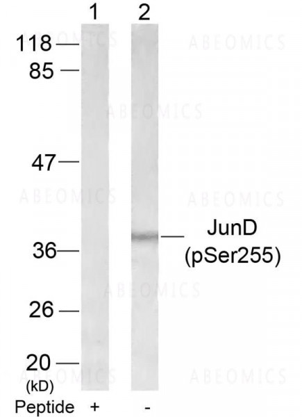 Anti-phospho-JunD (Ser255)