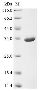 ELAV-like protein 1 (ELAVL1), human, recombinant
