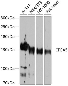 Anti-ITGA5