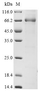 Serpin B7 (SERPINB7), human, recombinant