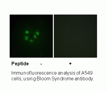 Anti-Bloom Syndrome (Ab-99)