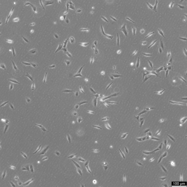 U2OS-CRISPR-NUP96-SNAP Cells