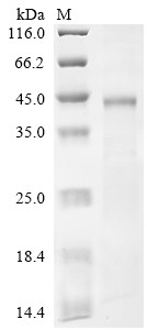 Coagulation factor XII (F12), partial, human, recombinant