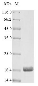 Artemin (Artn), rat, recombinant