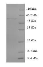 Multiple inositol polyphosphate phosphatase 1 (Minpp1), rat, recombinant