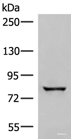 Anti-TTC12