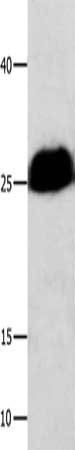 Anti-BCL2L1