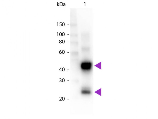 Anti-Swine IgG (H&amp;L) [Goat] Peroxidase conjugated