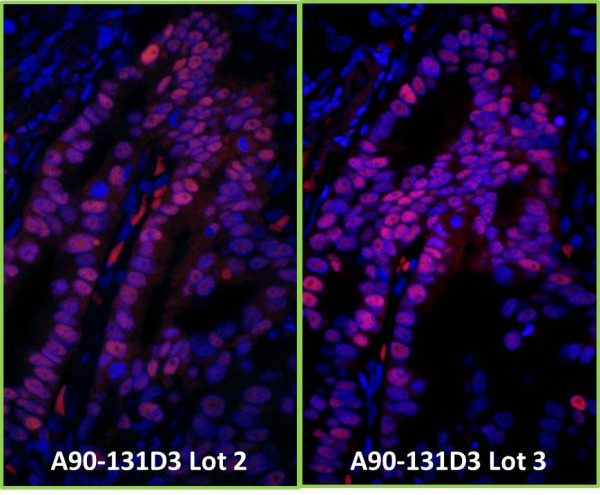 Anti-Mouse IgG-Fc Fragment, DyLight(R) 550 conjugated