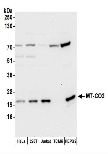 Anti-MT-CO2