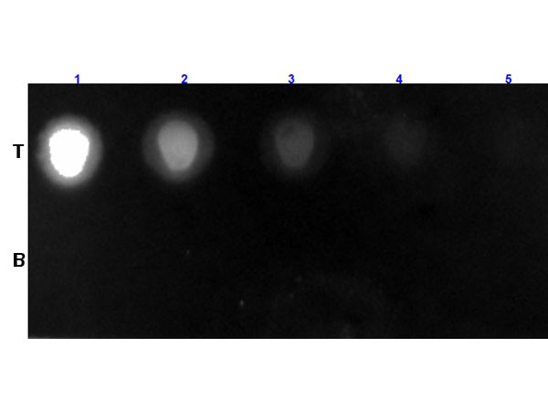 Streptavidin CY3.5 conjugated