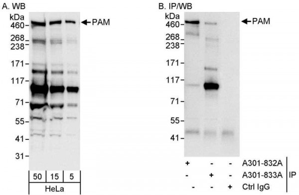 Anti-PAM