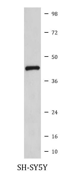 Anti-OPRD1 / Delta Opioid Receptor