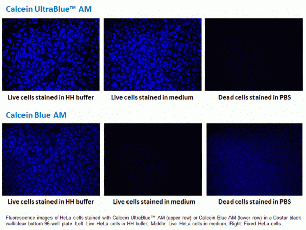 Calcein UltraBlue(TM) AM