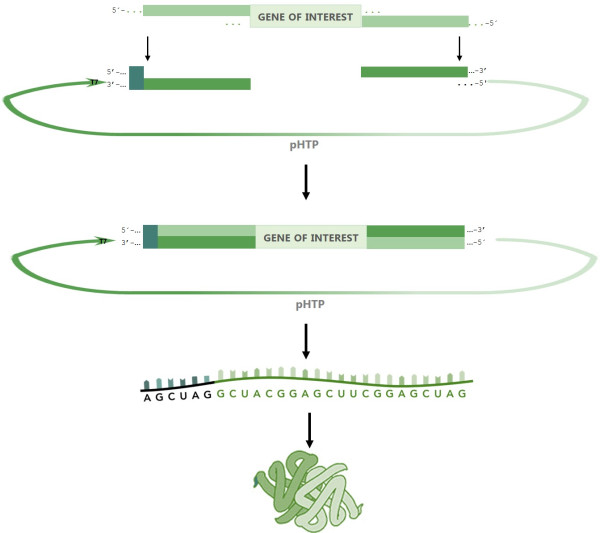 NZYEasy Cloning & Expression kit XVII
