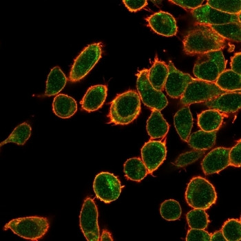 Anti-OVOL2, clone PCRP-OVOL2-2A1