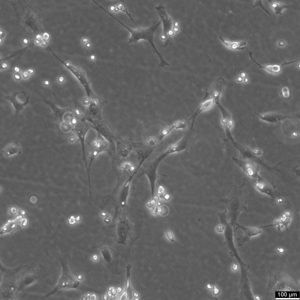 MC3T3-E1 Subclone 24 Cells
