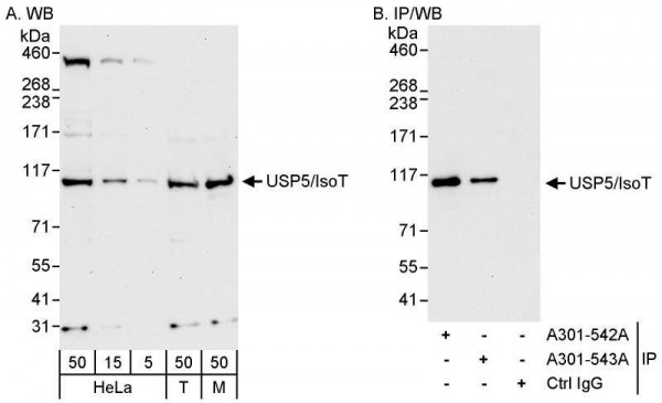 Anti-USP5/IsoT