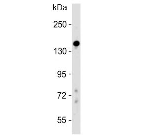 Anti-Lubricin / PRG4 (N-Terminal Region)