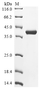 Melanotransferrin (MELTF), human, recombinant