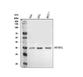 Anti-METRNL / Meteorin-like protein