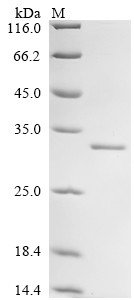 DNA-directed RNA polymerase III subunit RPC1 (POLR3A), partial, human, recombinant