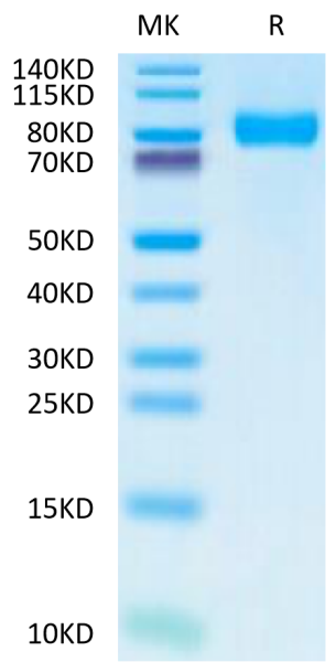Human TPBG/5T4 Protein
