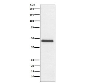 Anti-CNPase, clone AOHA-3