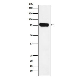 Anti-HEC1 / NDC80, clone ACBI-14