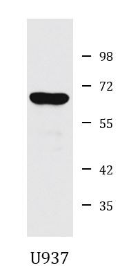 Anti-NUP62