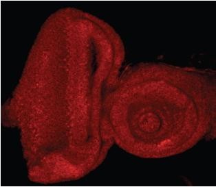Anti-Drosophila E2F1