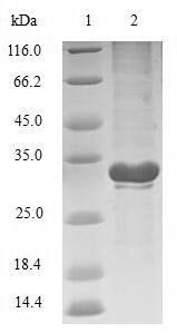 Transcriptional regulatory protein phoP (phoP), Escherichia coli, recombinant