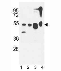 Anti-ATG13