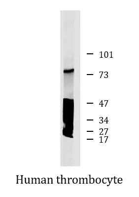 Anti-LRRC32 / GARP, clone GARP5