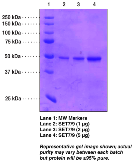 SET7/9 (human recombinant)