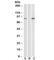 Anti-STAT4