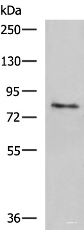 Anti-TGM3