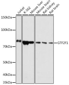 Anti-GTF2F1