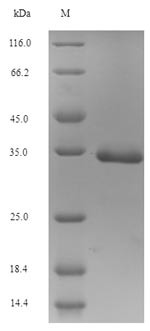 Small proline-rich protein 3 (SPRR3), human, recombinant