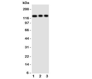 Anti-TLR10