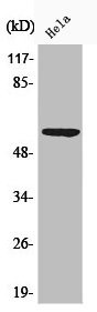 Anti-Phospho-G3BP1 (S232)