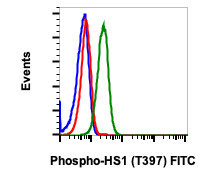 Anti-phospho-HS1 (Tyr397) (Clone: F12) rabbit mAb FITC Conjugate