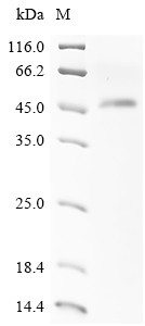 NACHT, LRR and PYD domains-containing protein 3 (NLRP3),partial, human, recombinant