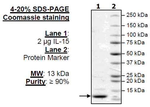 Human Interleukin-15