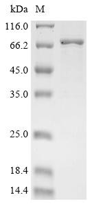 Butyrophilin-like protein 3 (BTNL3), partial, Biotinylated, human, recombinant