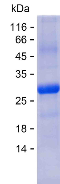 STAT3 (human), recombinant protein
