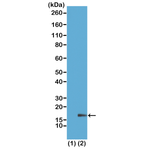 Anti-Monomethyl-Histone H3 (Lys18), Rabbit Monoclonal (RM167)