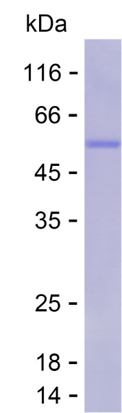 Recombinant Human CDKN2B Protein